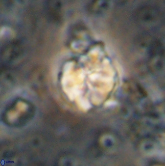 Assipetra terebrodentarius 7202