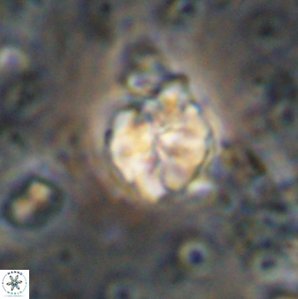 Assipetra terebrodentarius 7202
