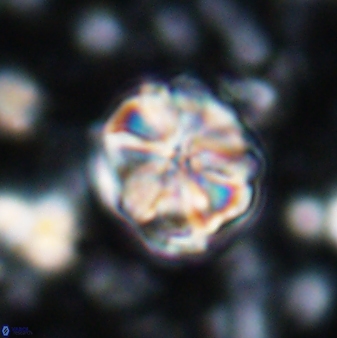 Assipetra terebrodentarius 7203