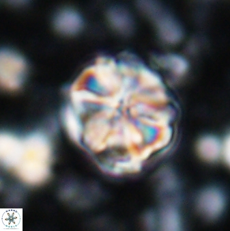 Assipetra terebrodentarius 7203