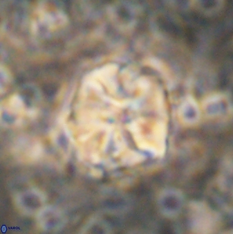 Assipetra terebrodentarius 7210