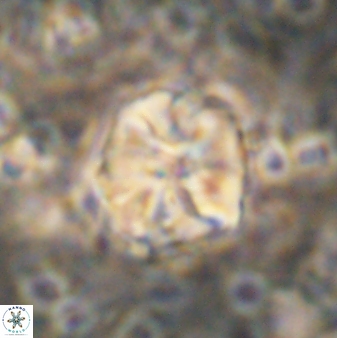 Assipetra terebrodentarius 7210