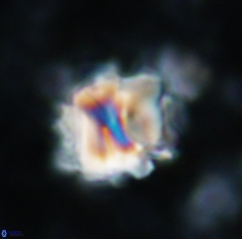 Assipetra terebrodentarius 927