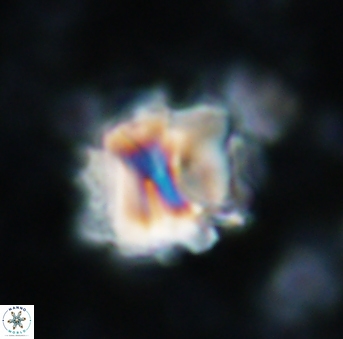 Assipetra terebrodentarius 927