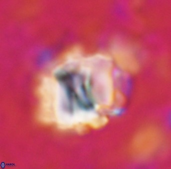 Assipetra terebrodentarius 928