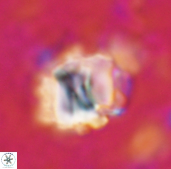Assipetra terebrodentarius 928
