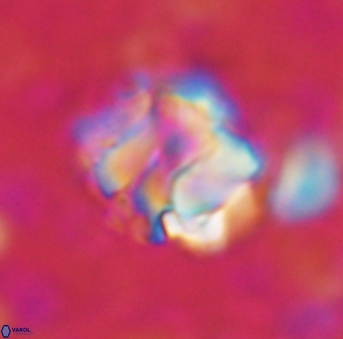 Assipetra terebrodentarius 929