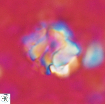 Assipetra terebrodentarius 929