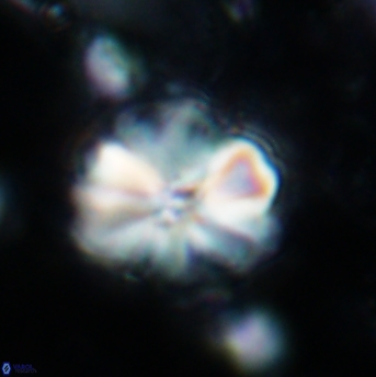 Assipetra terebrodentarius 1218