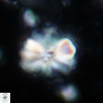 Assipetra terebrodentarius 1218