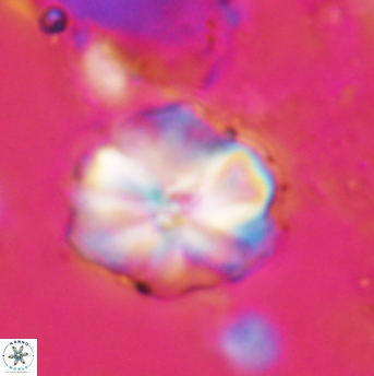 Assipetra terebrodentarius 1219