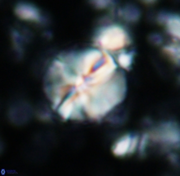 Assipetra terebrodentarius 1238