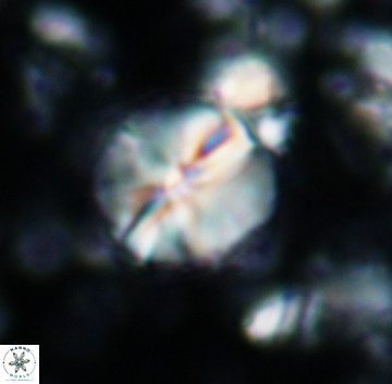 Assipetra terebrodentarius 1238