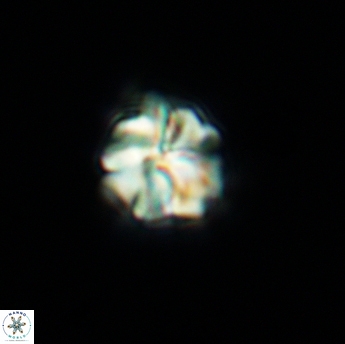 Assipetra terebrodentarius 3494