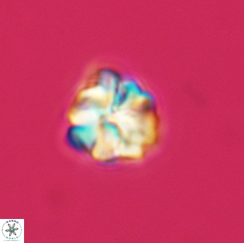 Assipetra terebrodentarius 3495