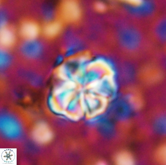 Assipetra terebrodentarius terebrodentarius 7109