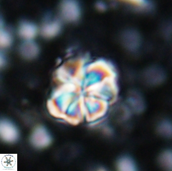 Assipetra terebrodentarius terebrodentarius 7110