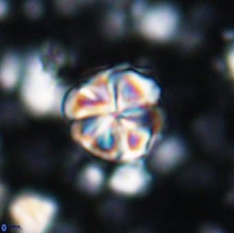 Assipetra terebrodentarius terebrodentarius 7111