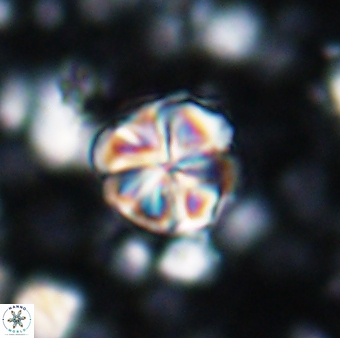 Assipetra terebrodentarius terebrodentarius 7111