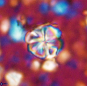 Assipetra terebrodentarius terebrodentarius 7112