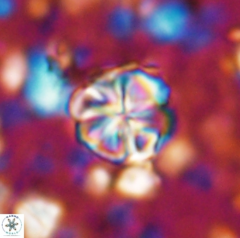 Assipetra terebrodentarius terebrodentarius 7112