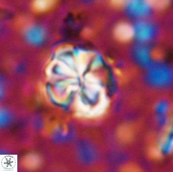 Assipetra terebrodentarius terebrodentarius 7113