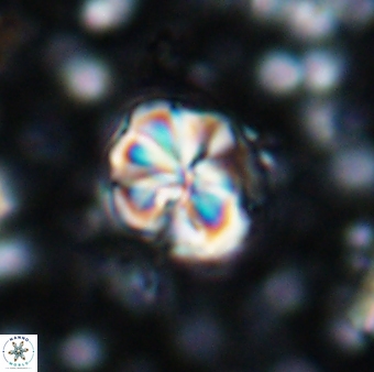 Assipetra terebrodentarius terebrodentarius 7114