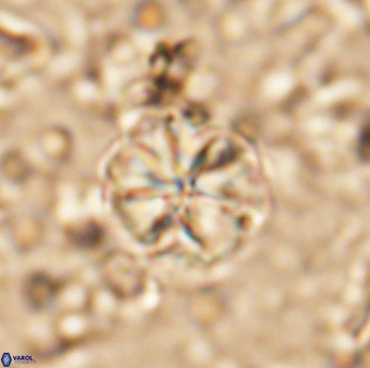 Assipetra terebrodentarius terebrodentarius 7115