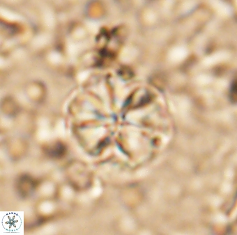 Assipetra terebrodentarius terebrodentarius 7115