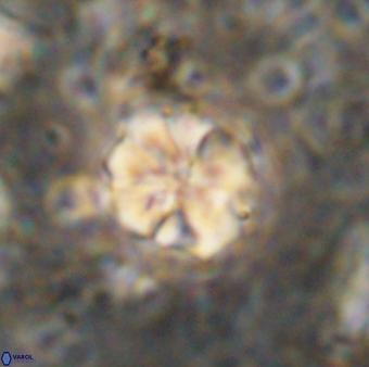 Assipetra terebrodentarius terebrodentarius 7116