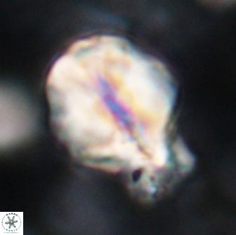 Assipetra terebrodentarius novus 14082