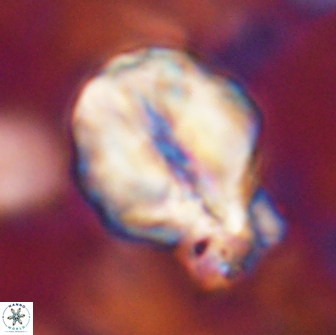 Assipetra terebrodentarius novus 14083