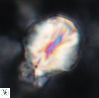 Assipetra terebrodentarius novus 14086