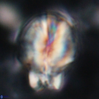 Assipetra terebrodentarius novus 14096