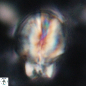 Assipetra terebrodentarius novus 14096