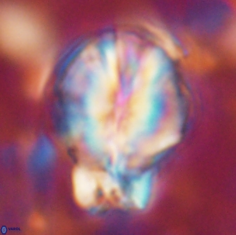 Assipetra terebrodentarius novus 14097