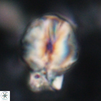 Assipetra terebrodentarius novus 14098