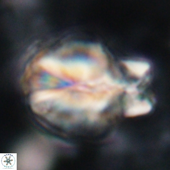 Assipetra terebrodentarius novus 14103