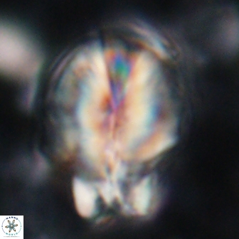 Assipetra terebrodentarius novus 14105