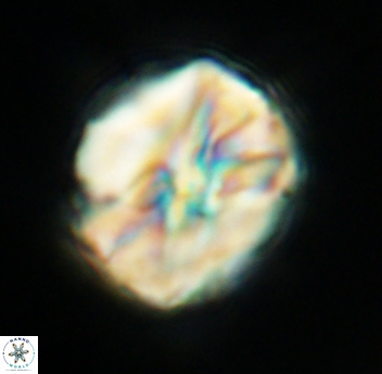 Assipetra youngii 4655