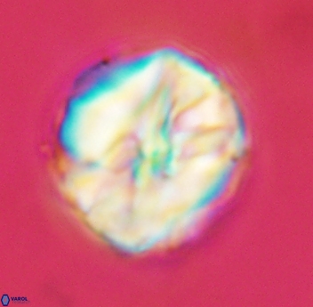 Assipetra youngii 4656