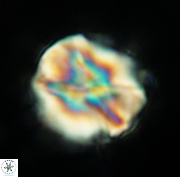 Assipetra youngii 4651