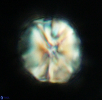 Assipetra youngii 4653