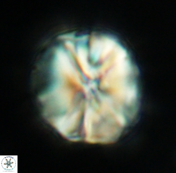 Assipetra youngii 4653