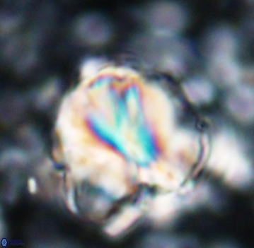 Assipetra youngii 7055