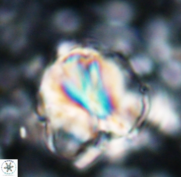 Assipetra youngii 7055