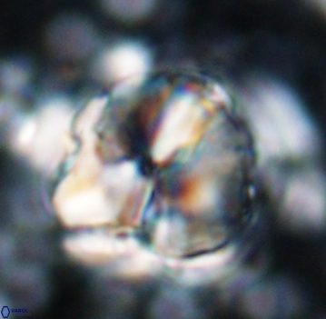 Assipetra youngii 7058