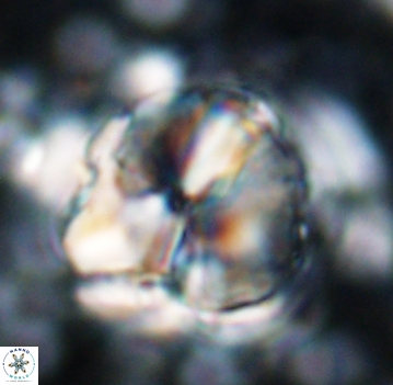 Assipetra youngii 7058