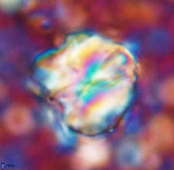 Assipetra youngii 7059