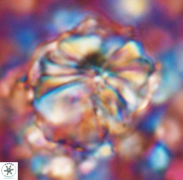 Assipetra youngii 7064